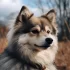 Kiara the Pomsky: A Guide to Understanding This Popular Breed