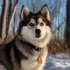 Discover the Adorable and Lovely Pomsky: Size, Appearance, and Personality Traits