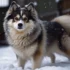 Luxury Pomskies: The Ultimate Guide to Owning a High-End Pomsky