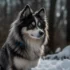 Lush Pomsky Puppies for Sale: What You Need to Know