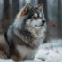 Luxury Pomskies: The Ultimate Guide to Owning a High-End Pomsky