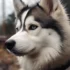 Top 10 Unique Pomsky Male Names to Consider for Your New Furry Friend