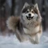 10 Unique Male Pomsky Names to Consider