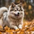 Majestic Pomsky Puppies: The Ultimate Guide to Raising Happy and Healthy Pomskies