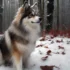 Mature Pomsky Breeding Standards