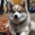 Top Pomsky Breeders in Massachusetts
