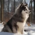 AKC Registered Pomsky Breeders: Where to Find Your Perfect Furry Companion
