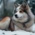 Adorable Pomsky Puppies For Sale In Indiana