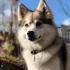 Northern Sky Pomskies: Everything You Need to Know About these Adorable Husky-Pomeranian Mixes