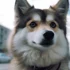 Petite Pomskies: Everything You Need to Know About This Adorable Toy Breed