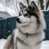 Merle Pomskies for Sale: Where to Find Your Perfect Companion