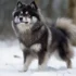 Mia the Pomsky: A Guide to Understanding this Adorable Breed