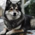 Lush Pomsky: Everything You Need to Know About This Adorable Breed