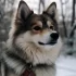 Micro Pomsky Size: What to Expect from These Tiny Pomskies
