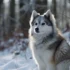 Blue Eyes Pomsky: A Guide To The Stunning Breed