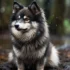 F2X Pomsky: A Guide To Understanding The Personality And Appearance Of This Adorable Mix