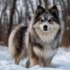 Micro Pomsky Breeders: Where to Find the Best Miniature Pomskies for Sale