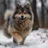 Pomsky Rottweiler Mix: Understanding The Unique Traits Of This Designer Breed