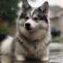 FAQs about What is Pomsky