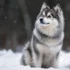 Pomsky Haircuts: Giving Your Pomsky A Stylish Look