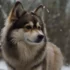 Micro Toy Pomskies: Everything You Need to Know About This Miniature Pomsky Breed