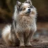 Middle Tennessee Pomskies: A Guide to This Adorable Breed