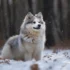 Discover the Adorable Midnight Sun Pomskies: Your Guide to Owning a Pomsky