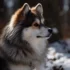 Micro Toy Pomskies: Everything You Need to Know About This Miniature Pomsky Breed
