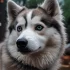 FAQs about What is Pomsky