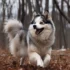 Mile High Pomsky: The Ultimate Guide to Raising and Caring for This Adorable Designer Breed