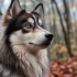Miniature Pomsky: Everything You Need to Know About this Adorable Breed