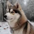 Mini Husky Pomskies: Understanding the Unique Personality Traits