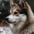 Do Pomskies Like To Swim? Discover The Exercise Needs Of Your Pomsky