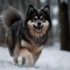 Are Pomskies Good For First Time Owners?