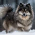 8 Week Old Pomsky Puppy Care: Tips For Pomsky Health And Socialization