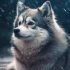 Mini Pomskies for Sale in Michigan: Find Your Perfect Companion