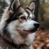 Mini Pomskies for Sale in California: Finding the Perfect Companion