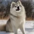 Mini Pomsky Breeders: Where to Find the Best Miniature Pomskies
