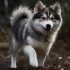 Mini Pomskies for Sale in California: Finding the Perfect Companion