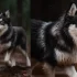 Mini Pomskies for Sale in PA