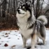 Mini Pomsky for Sale in MN