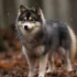 Mini Pomskies for Sale in Florida: Find Your Perfect Companion