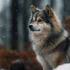 Can Pomskies Swim? Here’s What You Need To Know