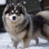 Pomsky Haircuts: Giving Your Pomsky A Stylish Look