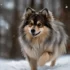 F1x Pomskies: The Ultimate Guide To Understanding This Popular Mix