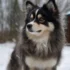 Pomsky Puppies For Sale In San Diego