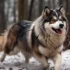 Are Pomskies Good Pets? Understanding Their Personality Traits