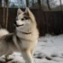 Mini Pomsky Puppies for Sale in Missouri: Find Your Furry Companion Today!