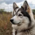 Mini Pomsky Puppies for Sale in Texas: Find Your Adorable Companion!