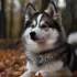 Mini Pomsky Puppies for Sale in MN